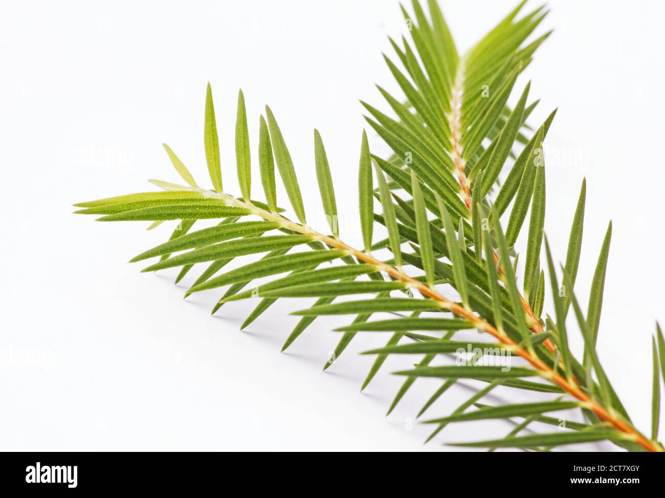 Frische Teebaum Zweige isoliert auf weißem Hintergrund Stockfoto