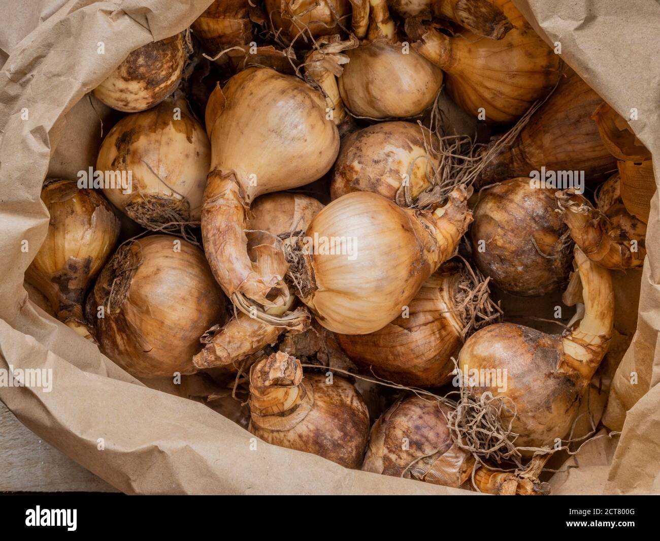 Brauner Papierbeutel mit Narzissenlampen. Stockfoto