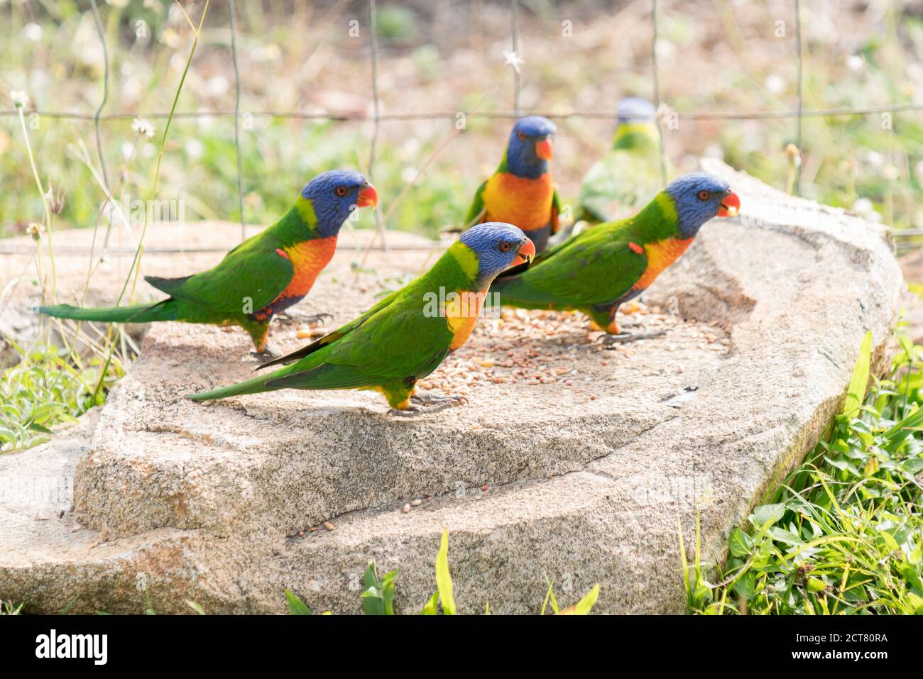 Australische einheimische Wildtiere, Regenbogenlorikeets, Trichoglossus moluccanus, fressen Samen auf Gartenfelsen Stockfoto
