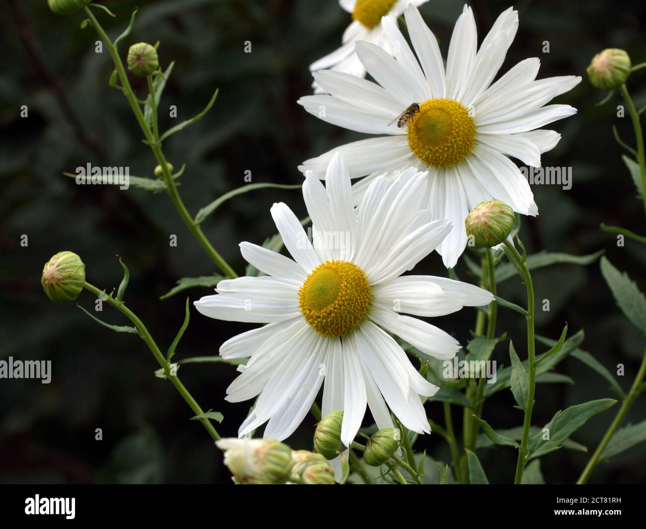 Leucanthemella serotina, herbstliche Ochsenauge oder riesige Gänseblümchen blüht im Herbstgarten. Weiße Blüten Stockfoto