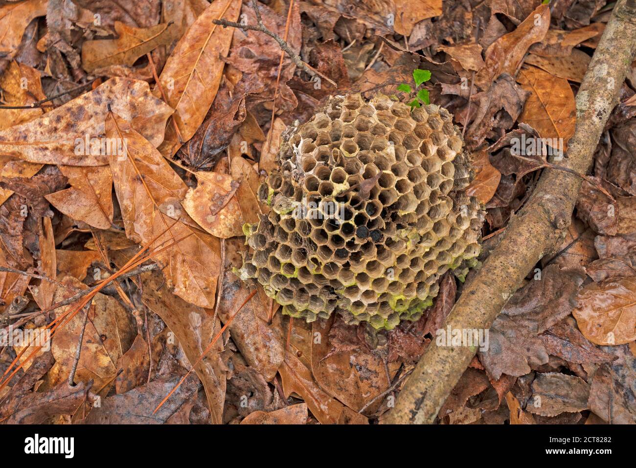 Fallen Wasp Nest im Wald in Big Thicket National Bewahren Sie in Texas Stockfoto