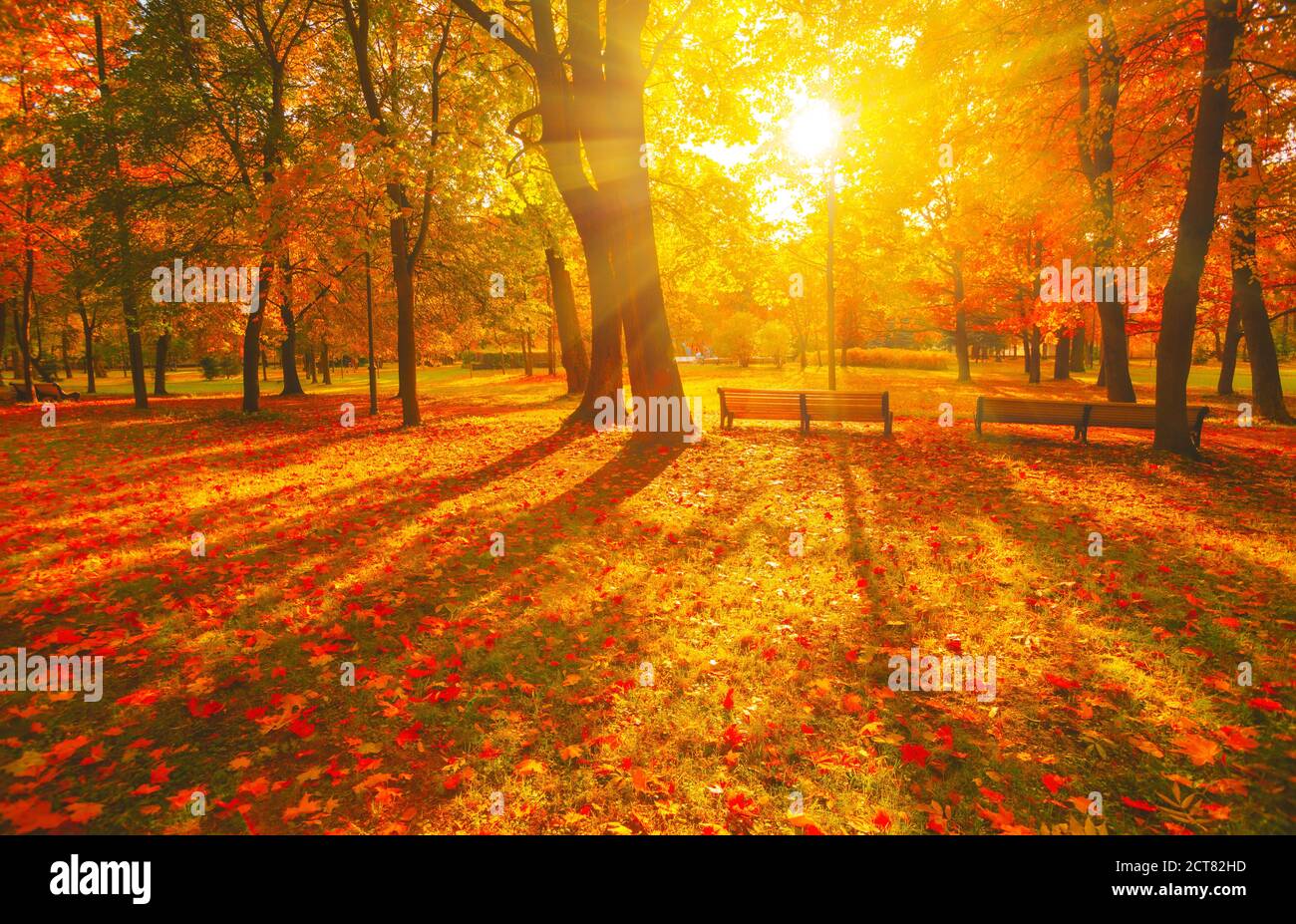 Herbstlicher Pfad. Orange Farbe Baum, rot braun Ahornblätter im Herbst Stadtpark. Szene in Sonnenuntergang Nebel Holzbank in szenischer Landschaft helle Sonne, sonnige Tagesansicht. Stockfoto