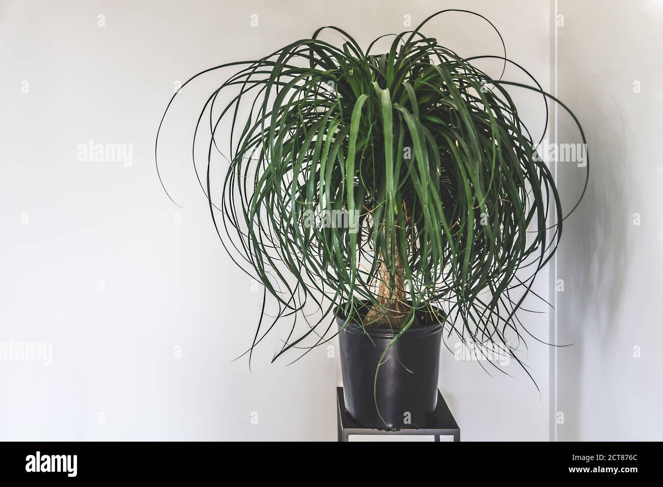 Reinigen Sie den Innenraum mit Standfuß und Pferdeschwanz Palme Pflanze auf  leer Weißer Wandhintergrund für Text Stockfotografie - Alamy