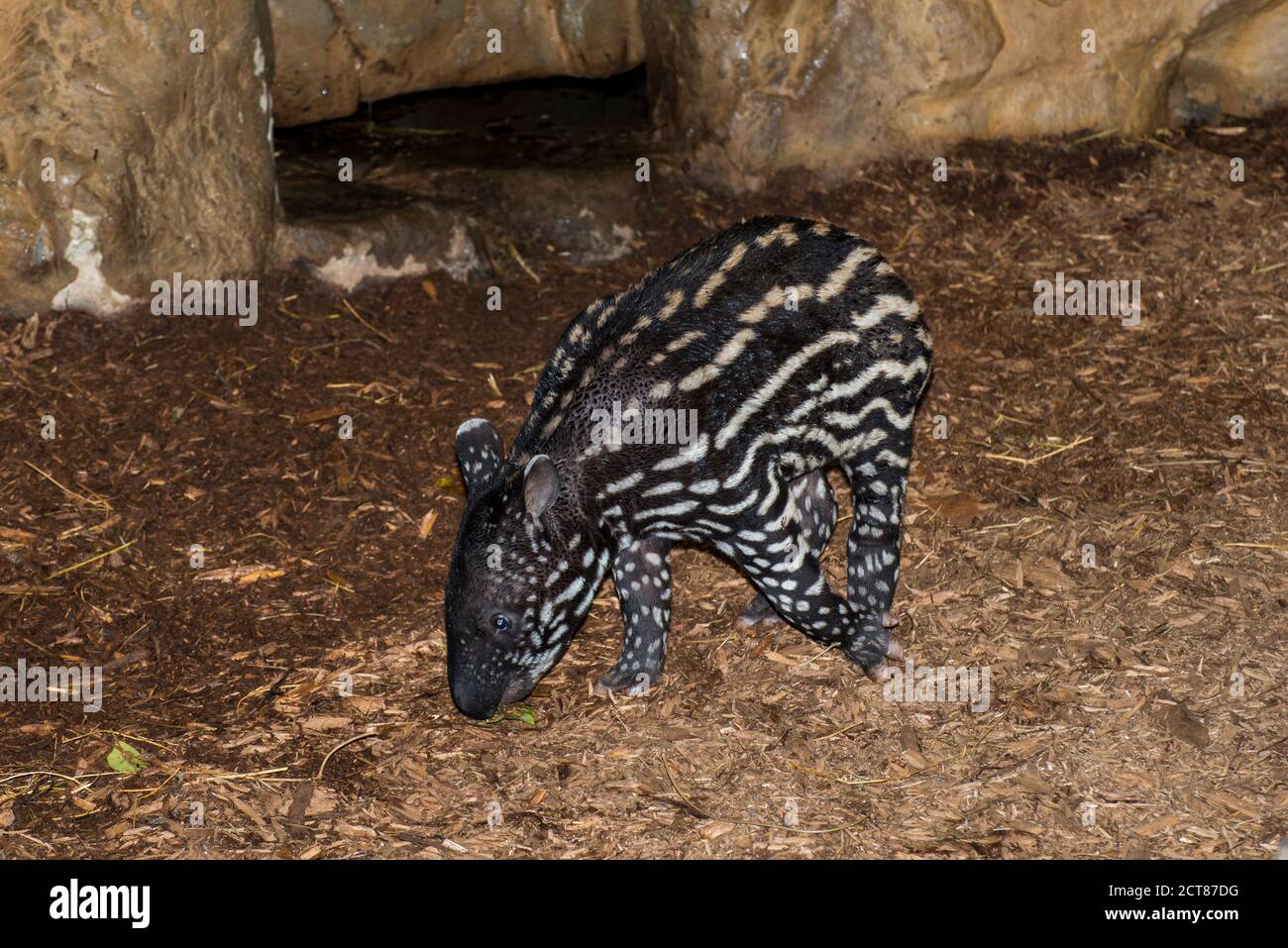 Apple Valley, Minnesota. Minnesota Zoo. Baby weiblich Malayan Tapir, Tapirus inducus ist eine gefährdete Art. Stockfoto