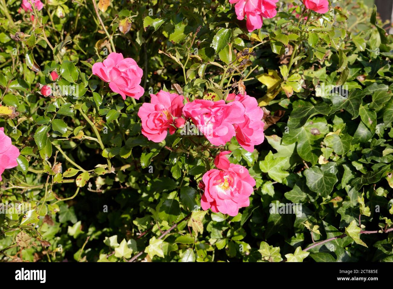 Roter Rosenbusch wächst wild, rote Blüten, blühende Pflanze Stockfotografie  - Alamy
