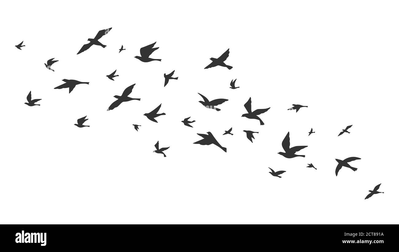 Fliegender Vogel. Freie Vögel strömen im Flug schwarze Silhouetten. Tattoo Bild, Freiheit Symbol Tierwelt Vektor Illustration. Schwarze Tiergruppe Silhouette, b Stock Vektor