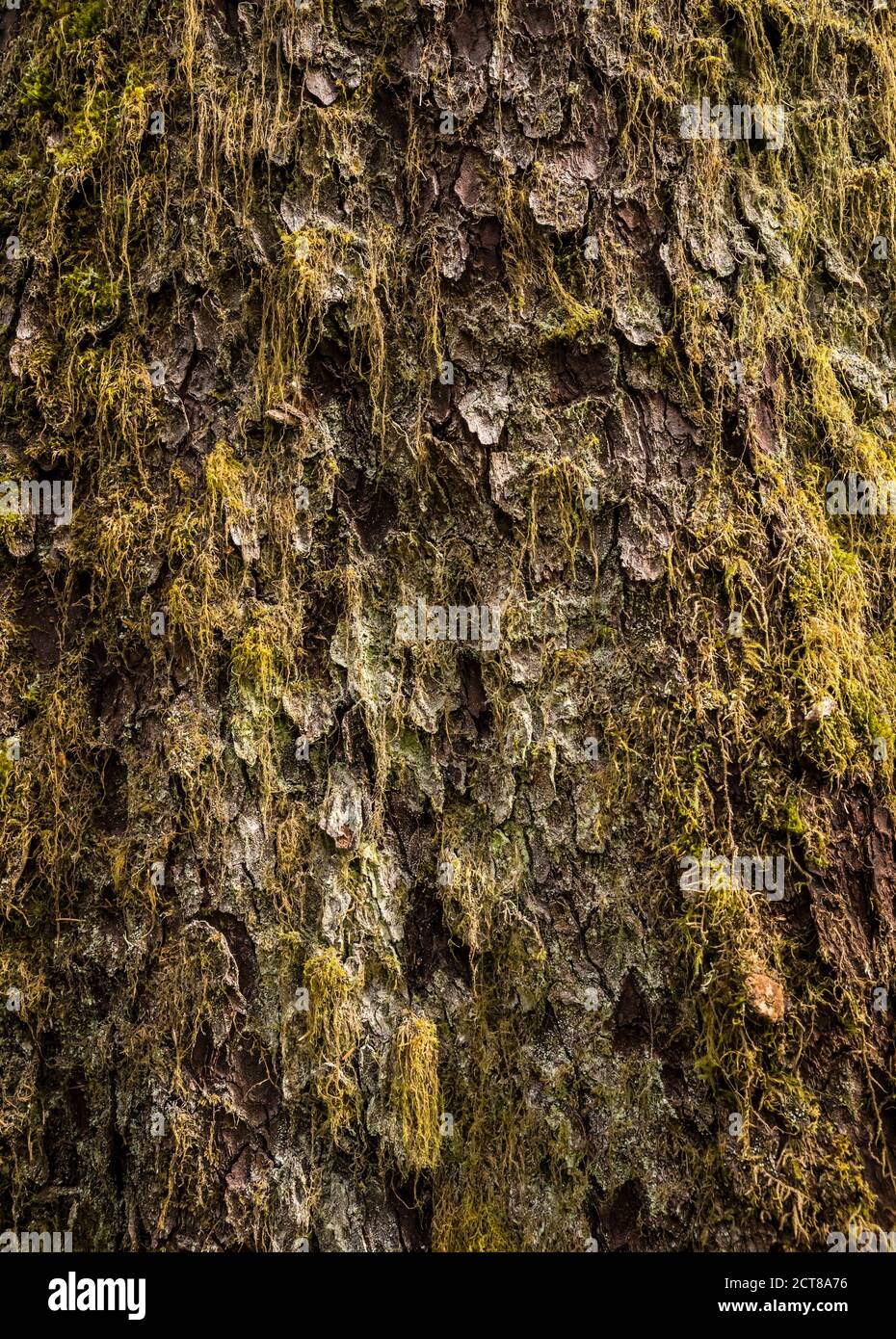Nahaufnahme von Sitka Fichte Baumstamm, Olympic National Park, Hoh River Trail, Washington, USA. Stockfoto
