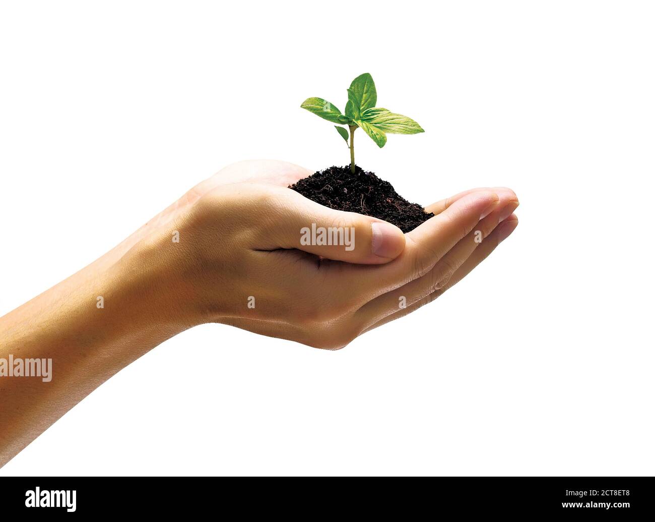 Hände halten junge grüne Pflanze auf weißem Hintergrund Stockfoto