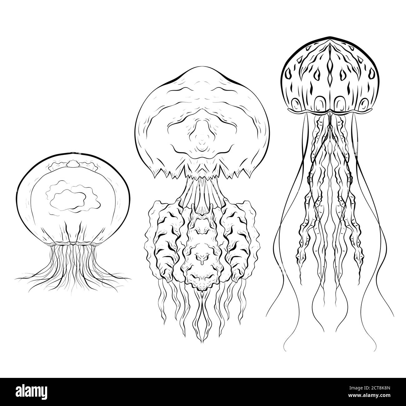 Set von Konturen schwarz-weiß Illustrationen von Quallen. Das Objekt ist vom Hintergrund getrennt. Lineare Illustration für den Druck auf T-Shirts, Stock Vektor