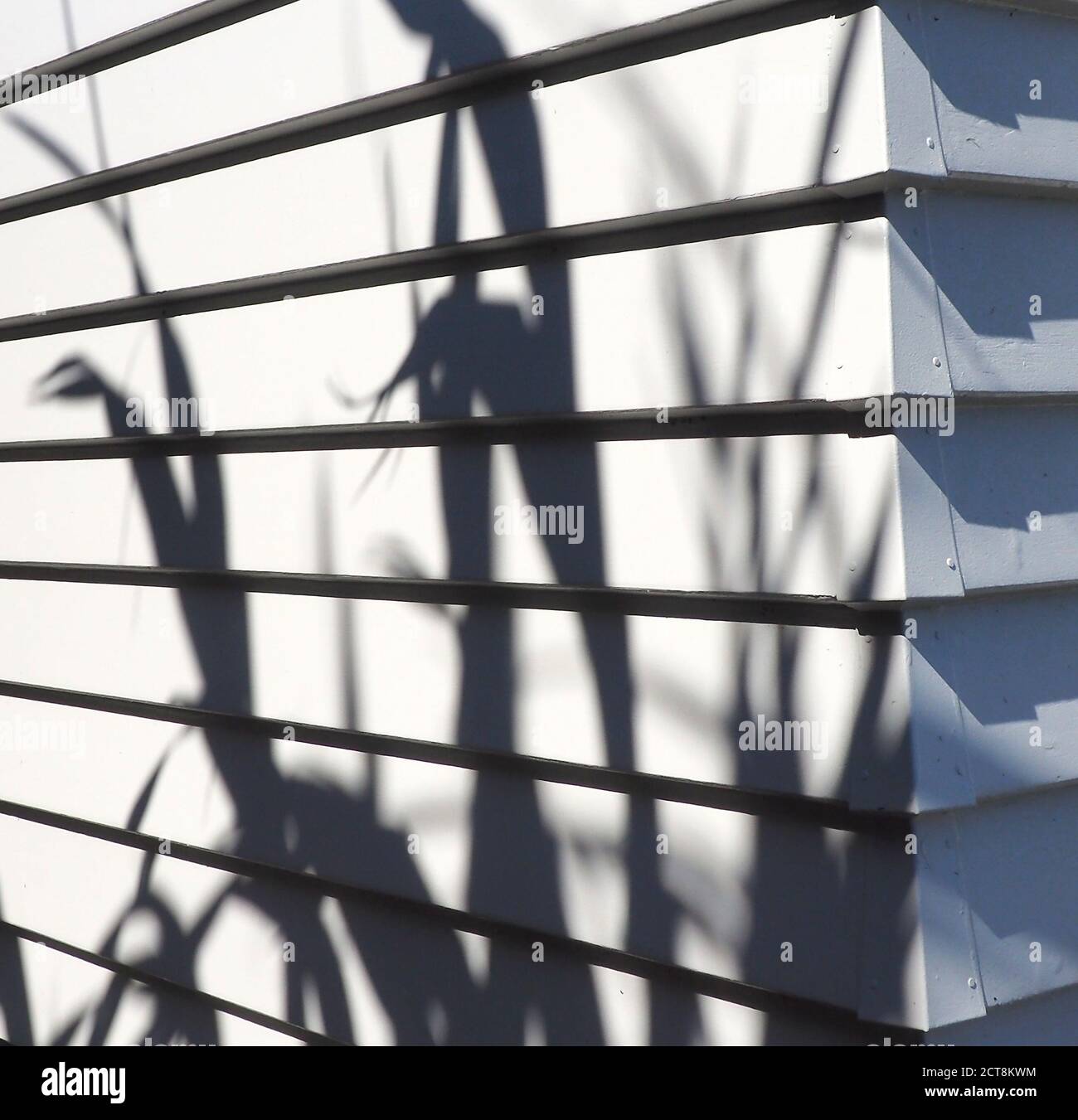 NZ-Flachs (Phormium-Tenax) Wirft starke Blattschatten auf ein frisch bemaltes Wetterbrett Haus Stockfoto