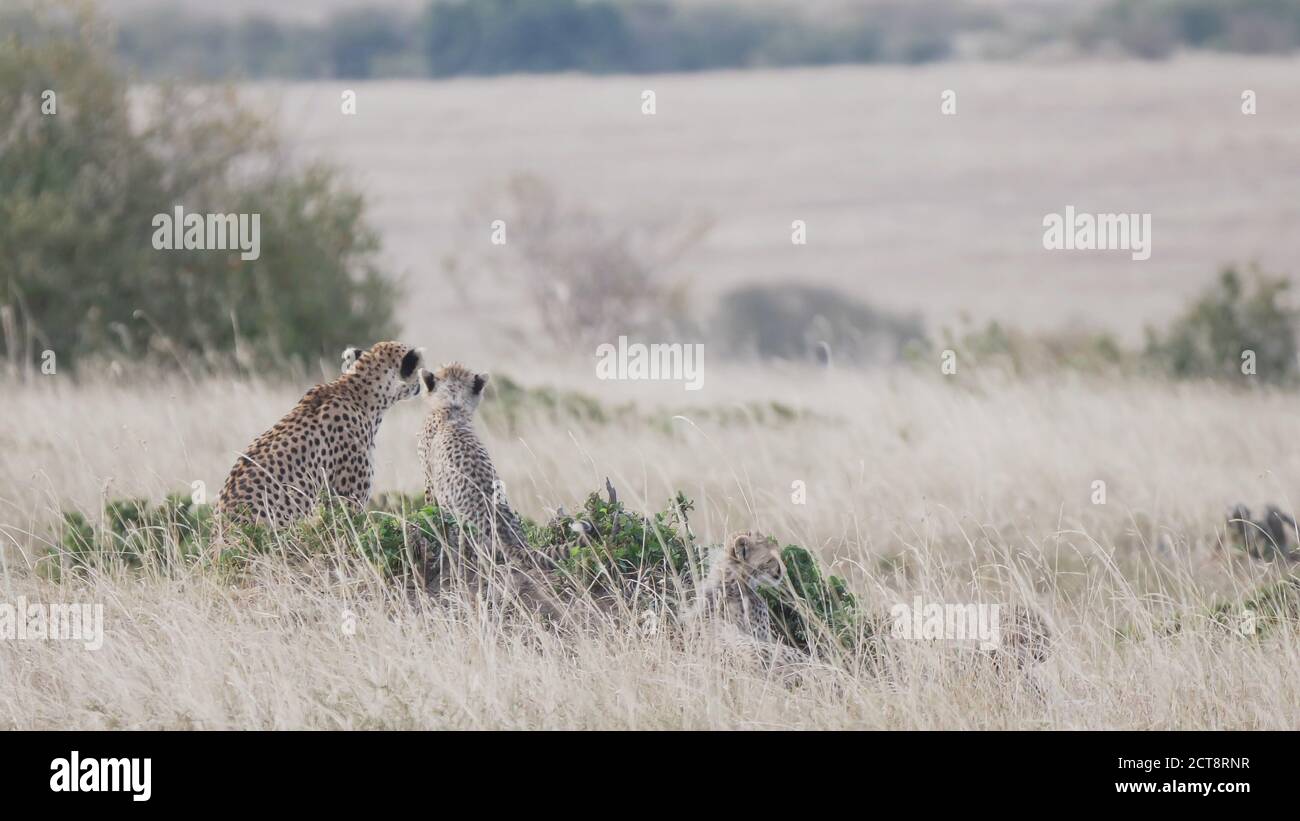 Eine Geparden-Mutter und ein Junge beobachten Beute auf der Savanne des masai mara National Reserve in kenia, afrika Stockfoto