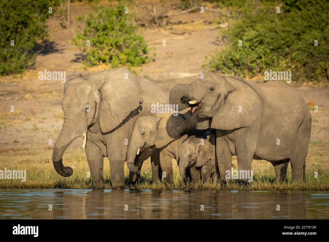 Familie von Elefanten stehen am Rande des Chobe River trinken Wasser in Botswana Stockfoto