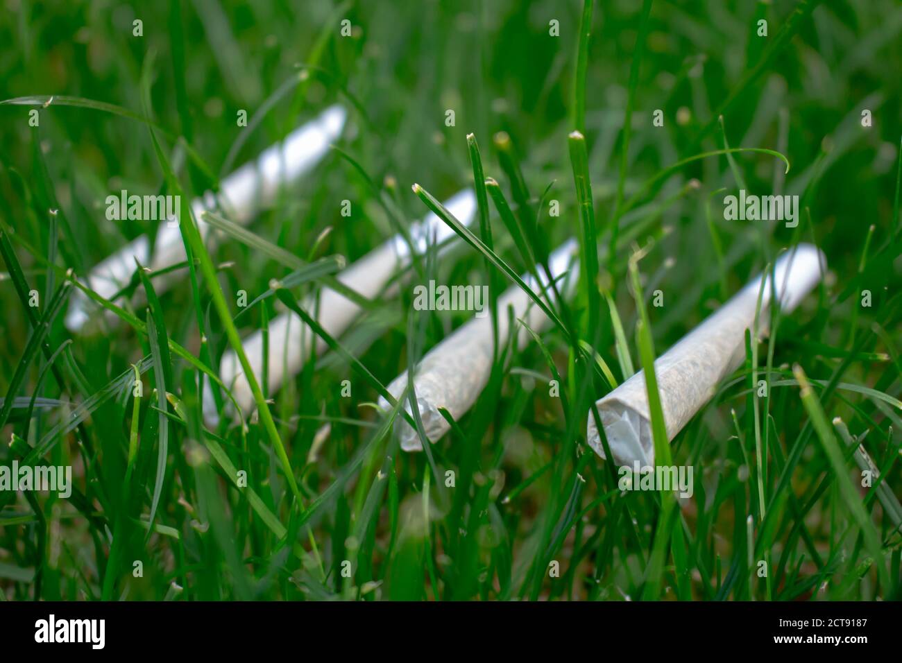 Ausgewählter Fokus von vier Pre-Rolls Cannabis Joints Marihuana Weed auf Eine frische Rasengrasfläche Stockfoto