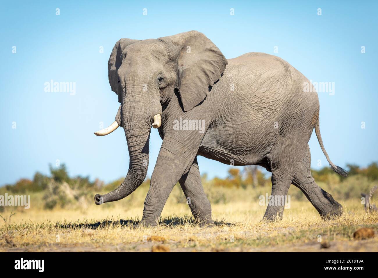 Horizontales Porträt eines erwachsenen Elefanten, der in offenen Ebenen geht Von Savuti in Botswana Stockfoto