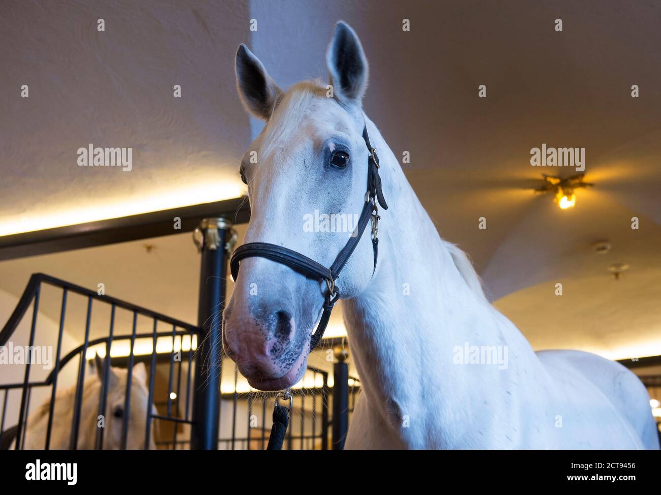 Ein prächtiges Lipizzaner Pferd im Stall des Stanglwirt Hotels in Going, Österreich. BILDNACHWEIS : © MARK PAIN / ALAMY STOCK FOTO Stockfoto