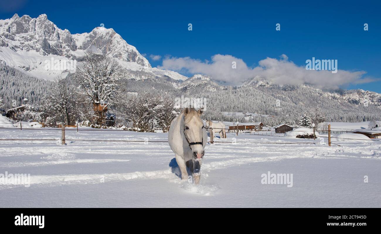Ein traumhaftes Lipizzaner-Pferd im Schnee im Stanglwirt Hotel in Going, Österreich. BILDNACHWEIS : © MARK PAIN / ALAMY STOCK FOTO Stockfoto
