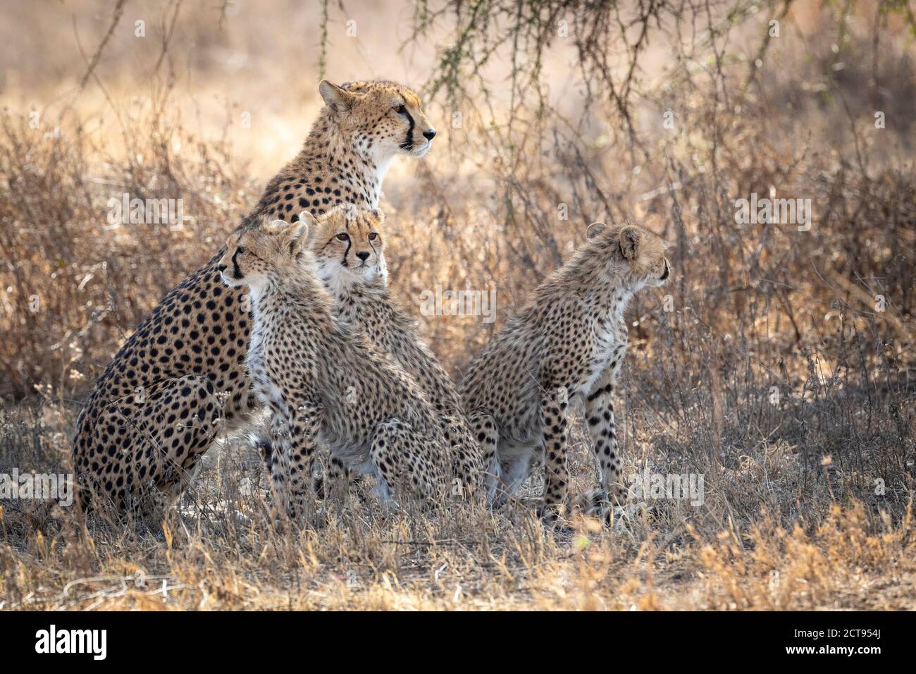 Weibliche Geparden und ihre drei Baby Geparden sitzen wach in Trockener Busch in Tansania Stockfoto