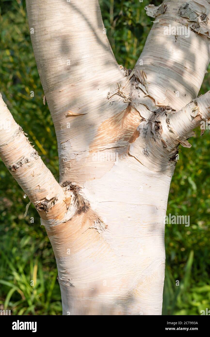 Betula ermanii 'Greydwood Hill' Stockfoto