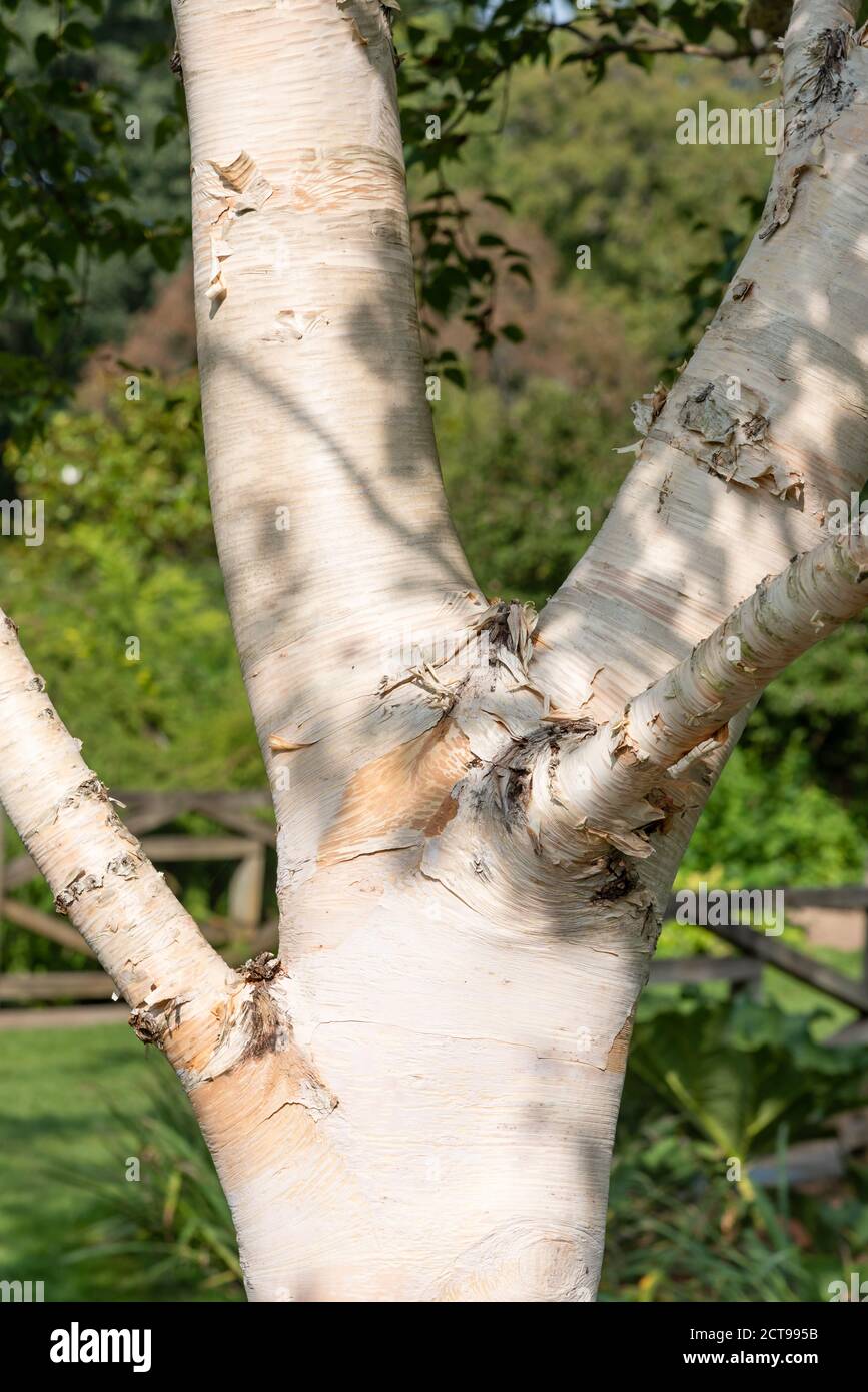 Betula ermanii 'Greydwood Hill' Stockfoto
