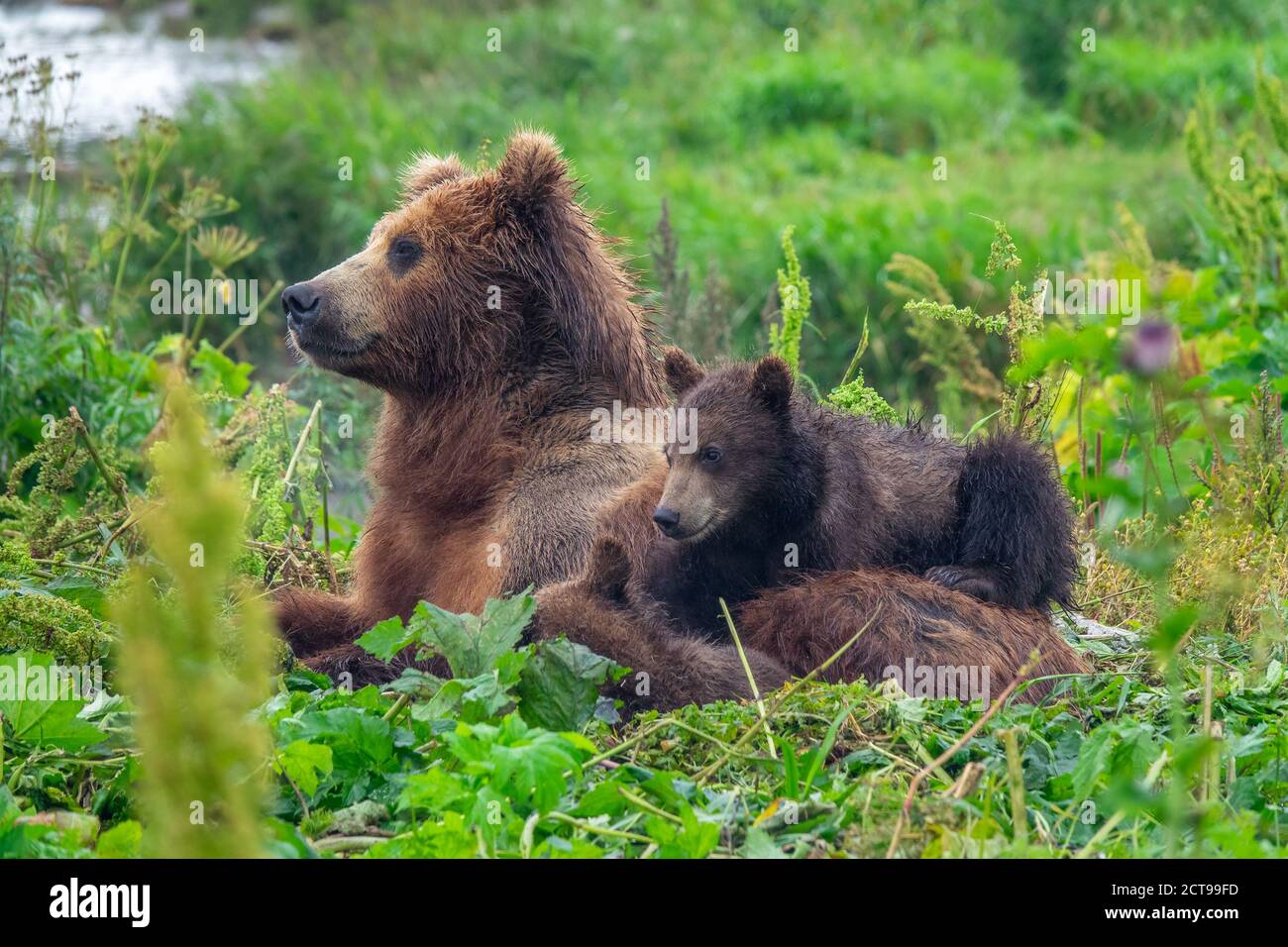 Weibliche Braunbärin und ihre Jungen Stockfoto