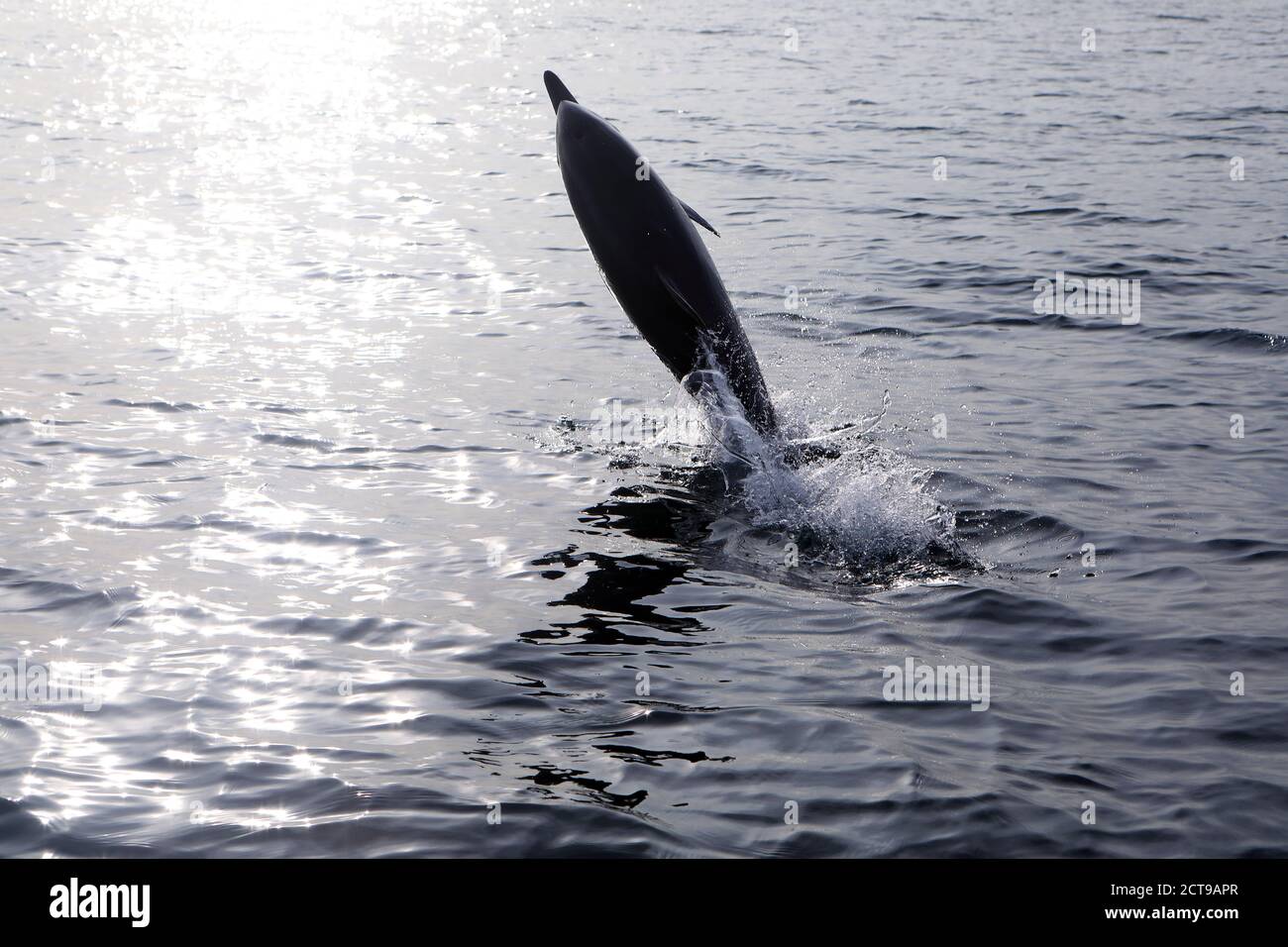 Gemeiner Delphin springt aus dem Meer in der Nähe der Insel Von Mull in den inneren Hebriden von Schottland Stockfoto