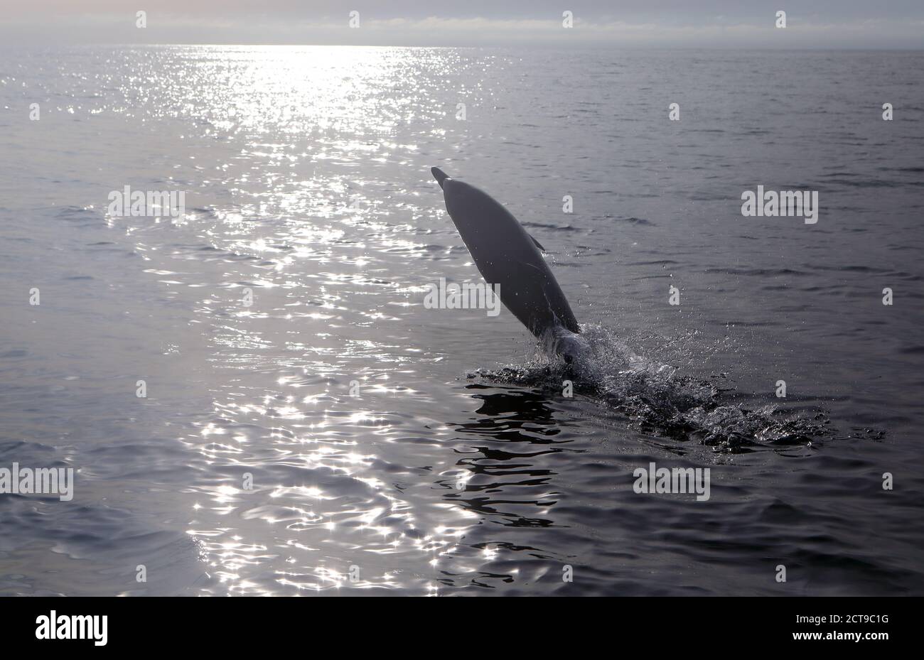 Gemeiner Delphin springt aus dem Meer in der Nähe der Insel Von Mull in den inneren Hebriden von Schottland Stockfoto