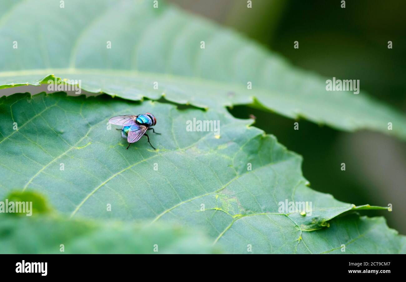 Gewöhnliche grüne Flasche fliegen oder blowfly sitzen auf einer Papaya Blatt Stockfoto