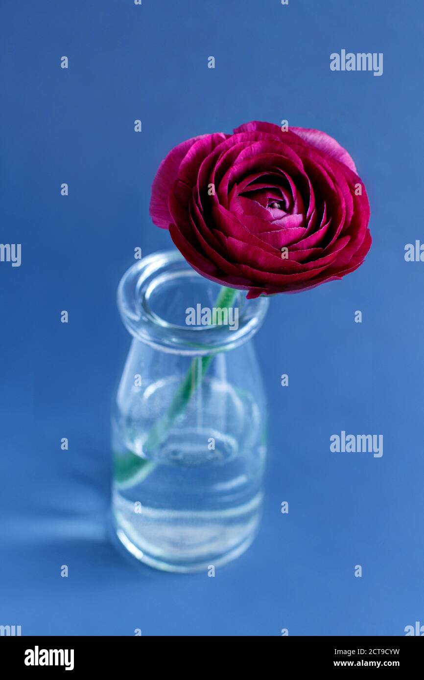 Rosa Ranunculus Blume in einer Flasche auf blauem Hintergrund Verstopft Stockfoto