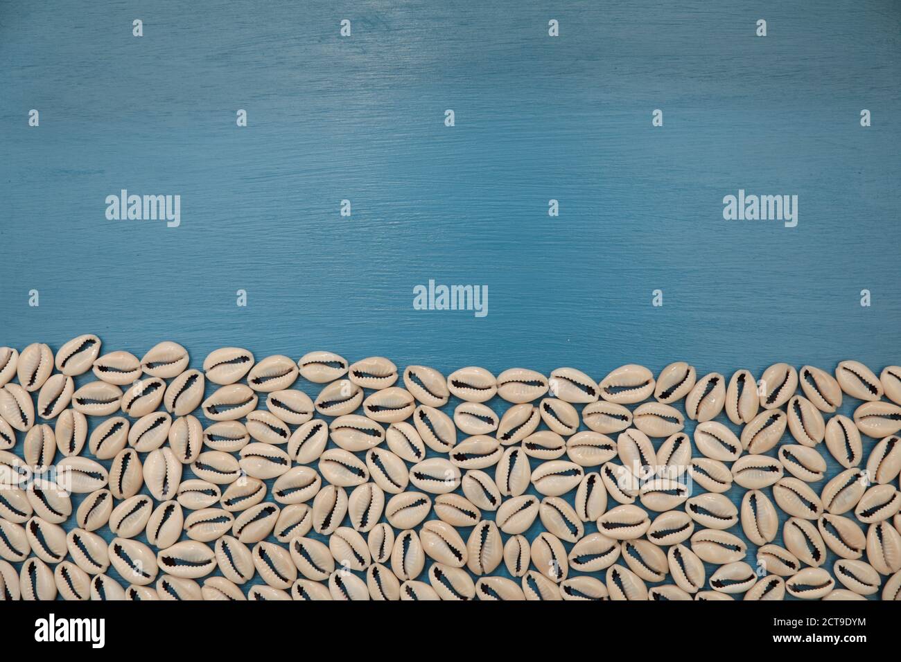 High-Angle-Aufnahme eines Bündels von weißen Kaurischnecken Isoliert auf blauem Hintergrund Stockfoto