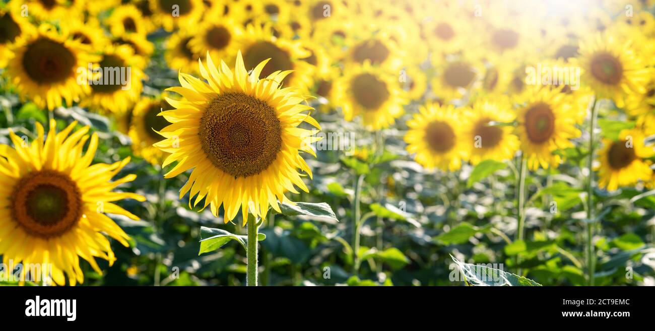 Landwirtschaft gelbe Sonnenblumen auf einem Feld. Landwirtschaftliches Konzept mit gelben Sonnenblumen. Hochwertige Fotos Stockfoto