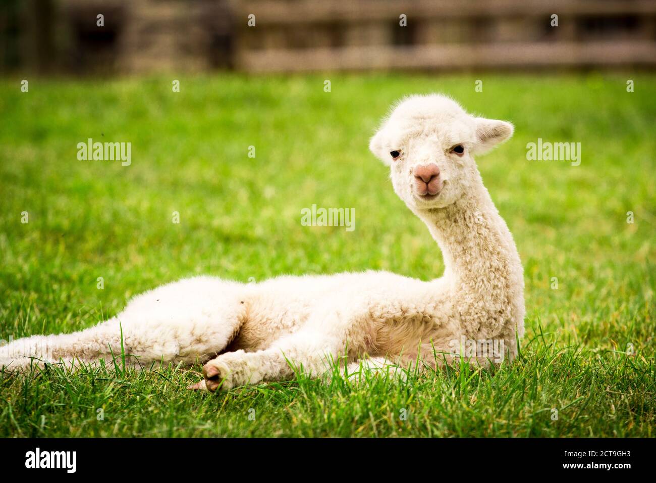 Weiße Alpaka Baby auf dem Gras Stockfoto