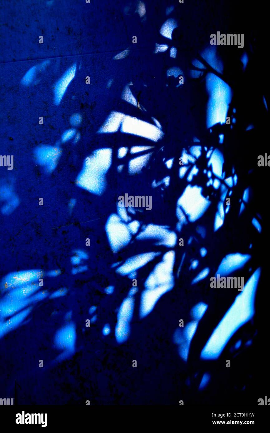 Schatten der Pflanzen auf einer Wand in ein blaues Licht Stockfoto