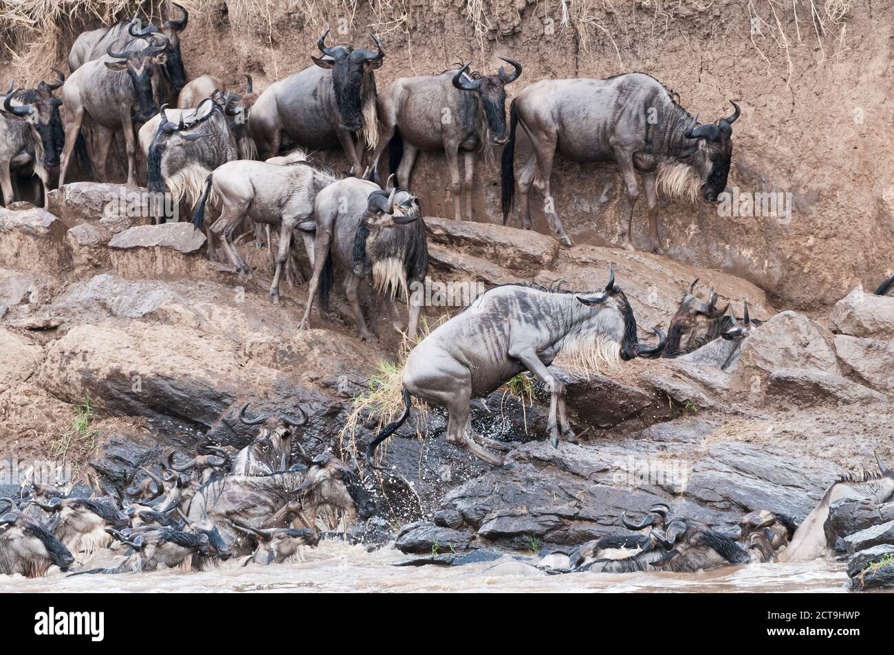 Herde von blaue Gnus (Connochaetes Taurinus) versuchen, aus den Mara river Stockfoto