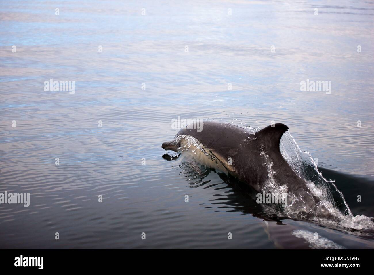 Gemeiner Delphin in der Nähe der Isle of Mull in der Inner Hebriden von Schottland Stockfoto