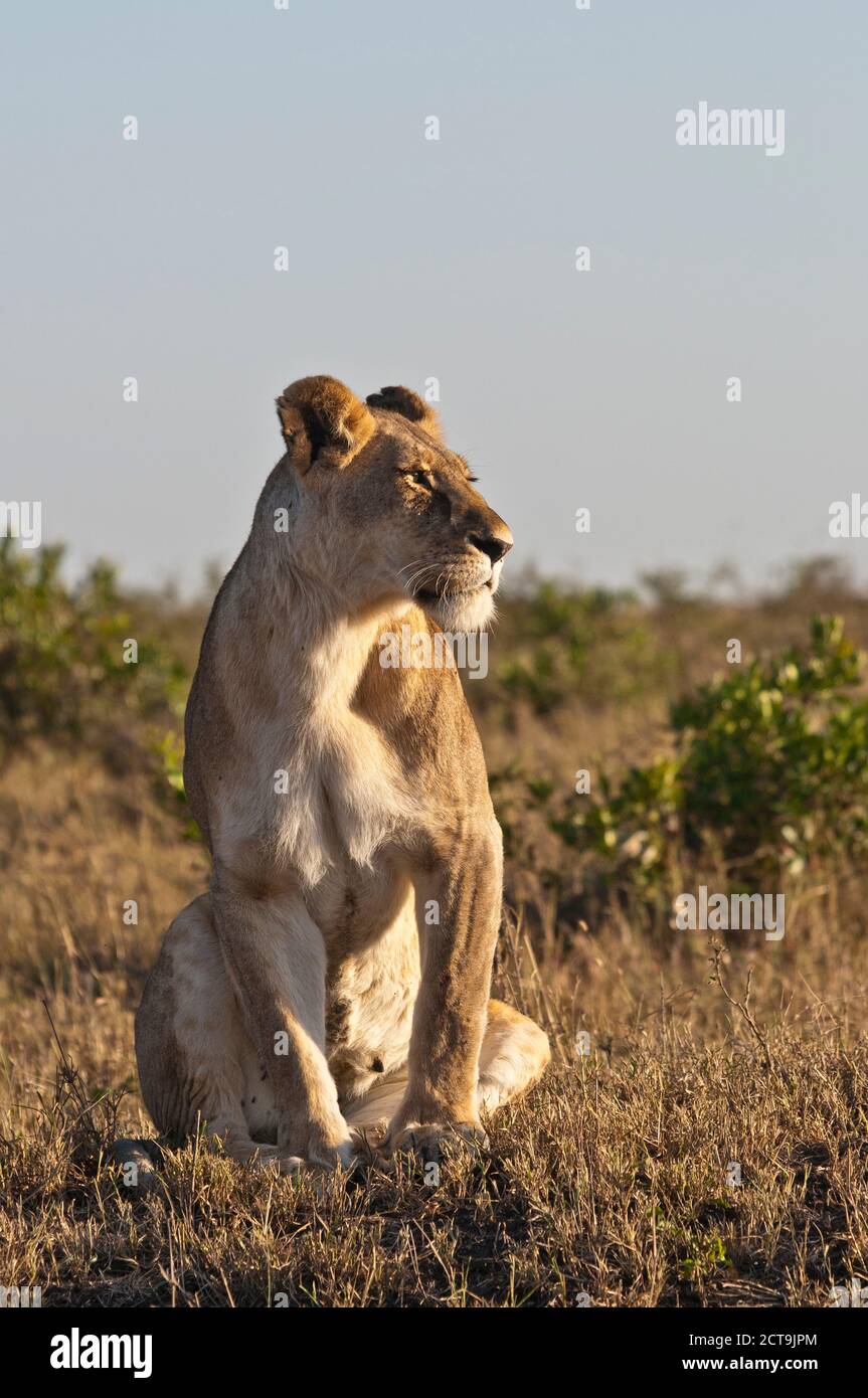 Kenia, Löwen Masai Mara National Reserve Stockfoto