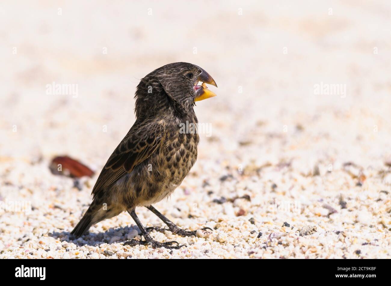 Ecuador, Galapagos, Genovesa, große Boden-Finch, Geospiza magnirostris Stockfoto