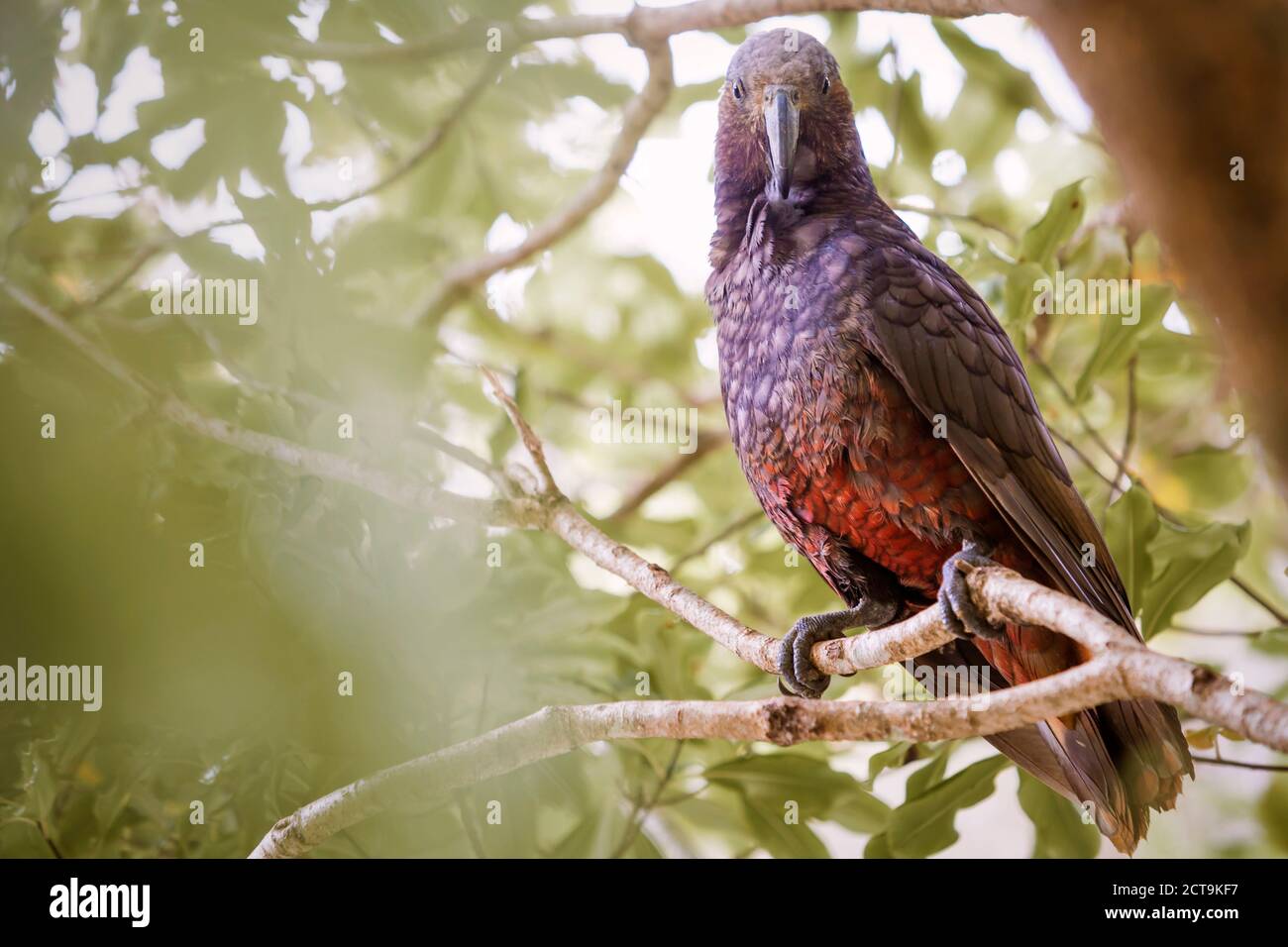 Neuseeland, Pukaha Mount Bruce National Wildlife Centre, Kaka (Nestor Meridionalis) Stockfoto