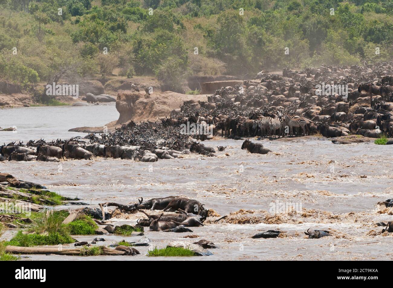 Afrika, Kenia, Maasai Mara National Reserve, Blue or Common Wildebeest (Connochaetes taurinus), während der Migration, Gnus überqueren den Mara River Stockfoto