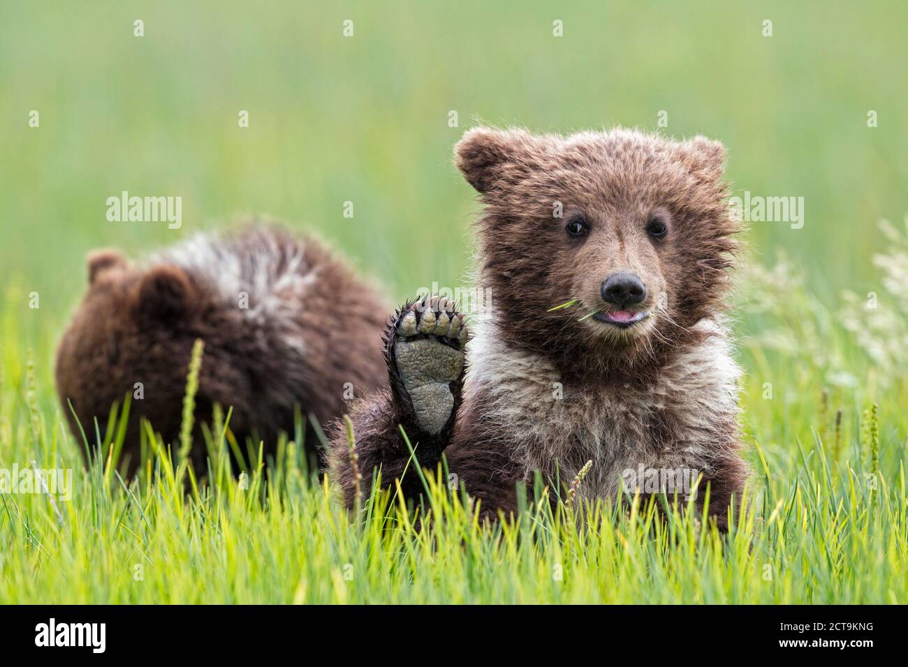 USA, Alaska, Lake-Clark-Nationalpark und Konserve, jungen Braunbären (Ursus Arctos) Stockfoto