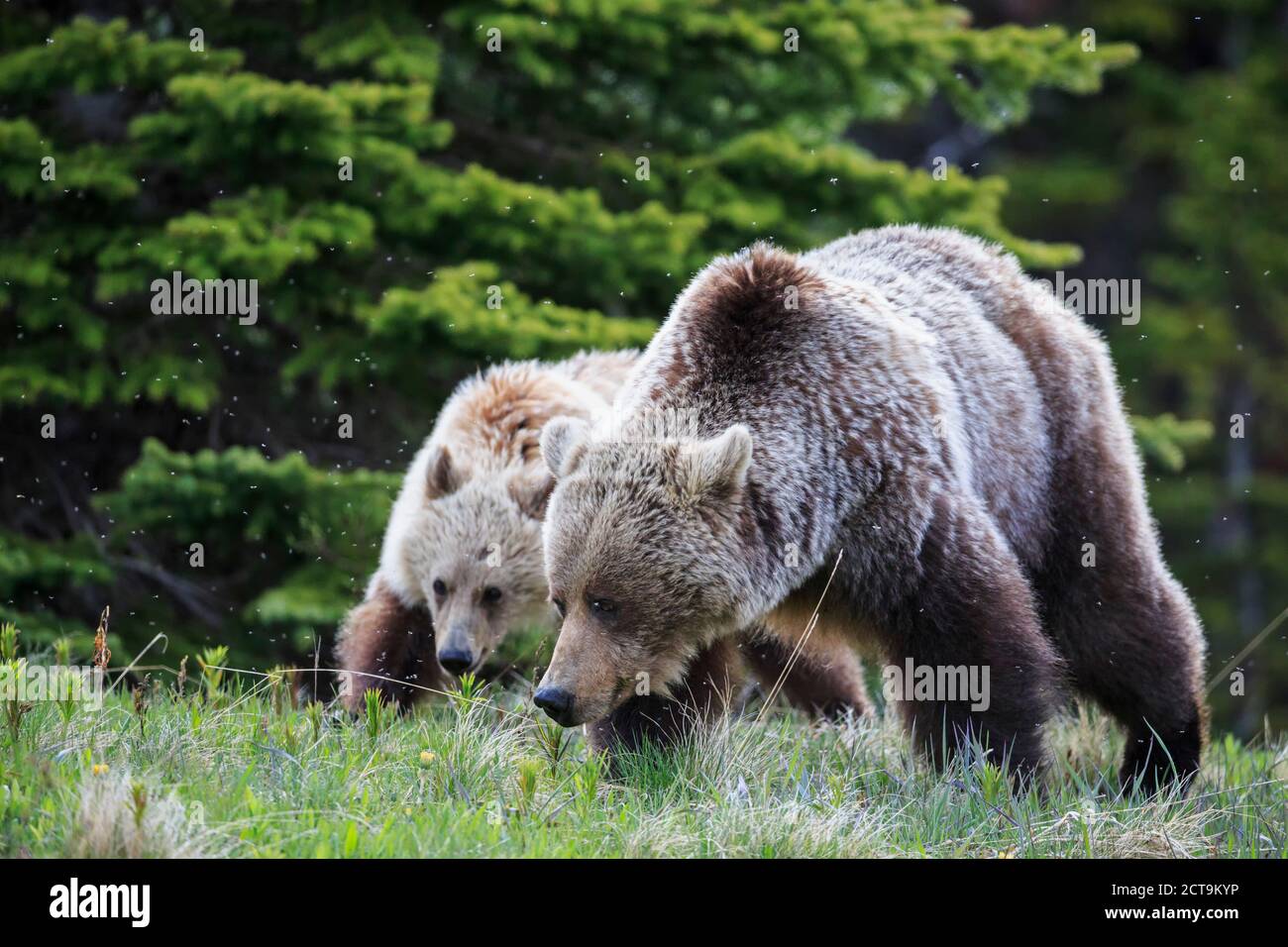 Kanada, Alberta, Jasper und Banff National Park, Grizzly Bear, Mutter mit Jungtier Stockfoto