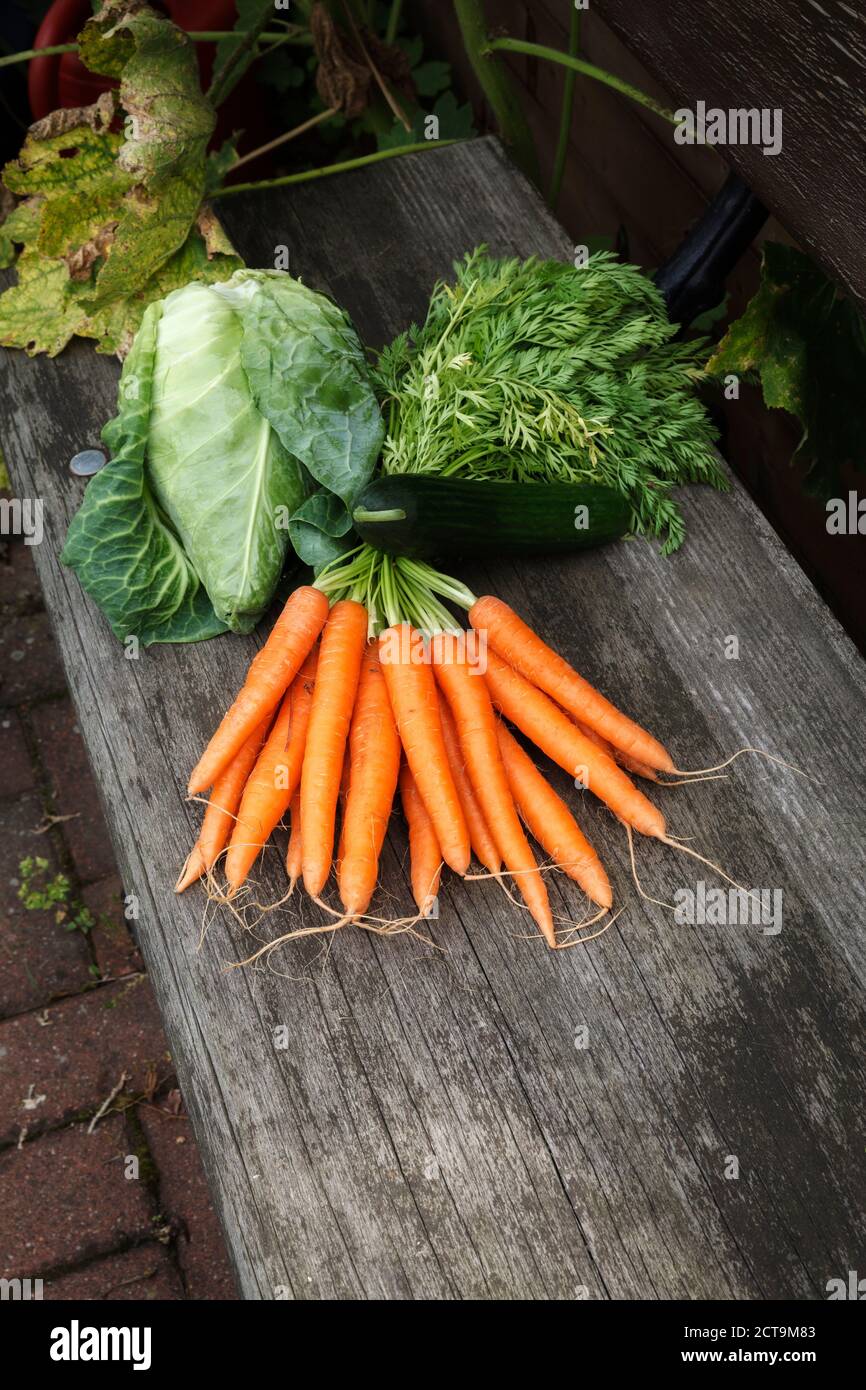 Jede Menge Karotten, Spitzkohl und Gurke auf Holzbank Stockfoto