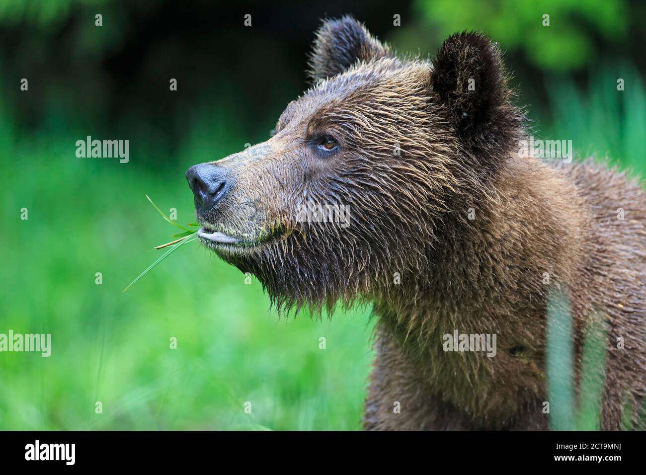 Kanada, Khutzeymateen Grizzly Bear Sanctuary, Porträt von einem Grizzly Stockfoto