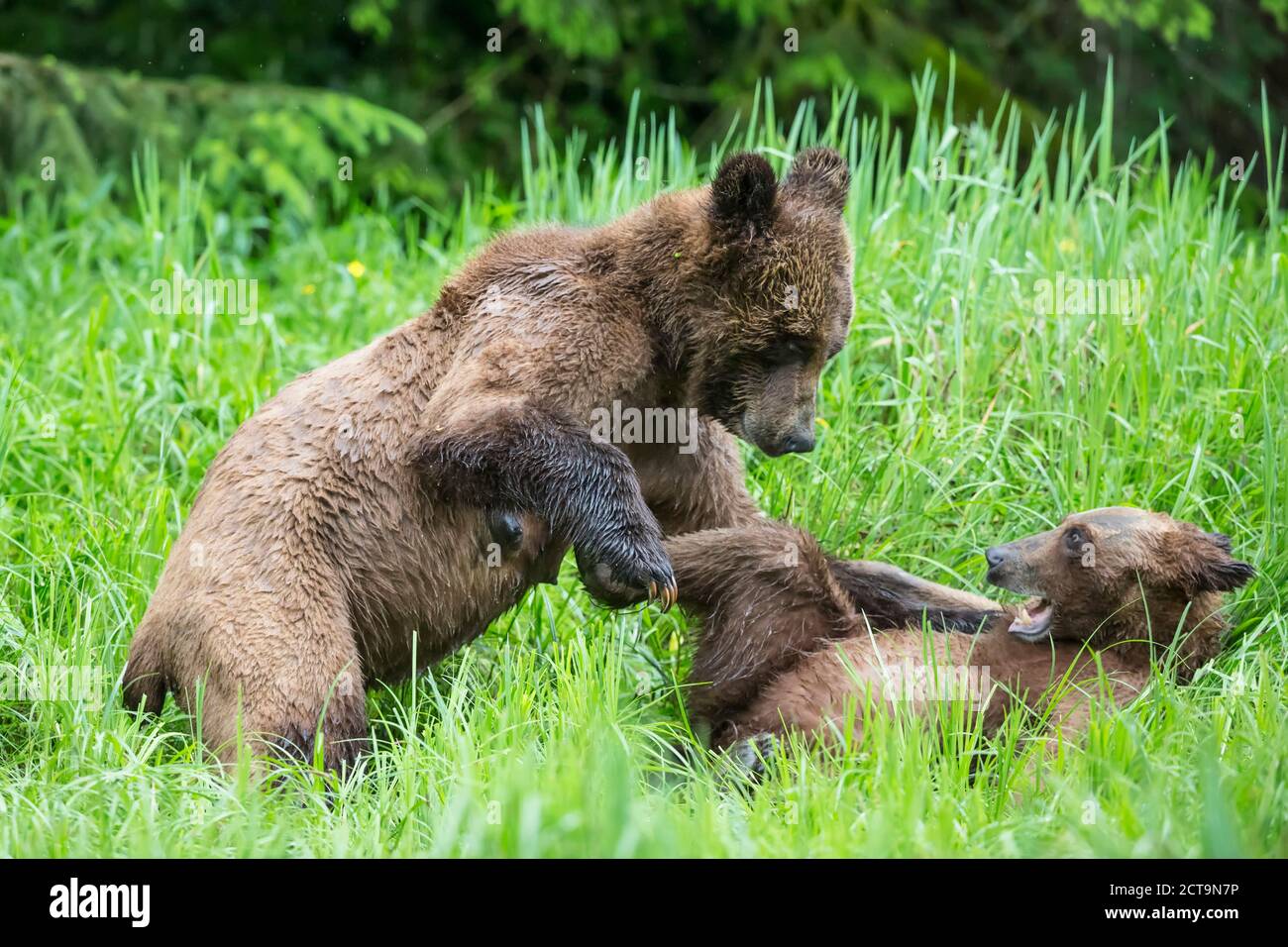 Kanada, Khutzeymateen Grizzly Bear Sanctuary, Playing Grizzly-Bären Stockfoto