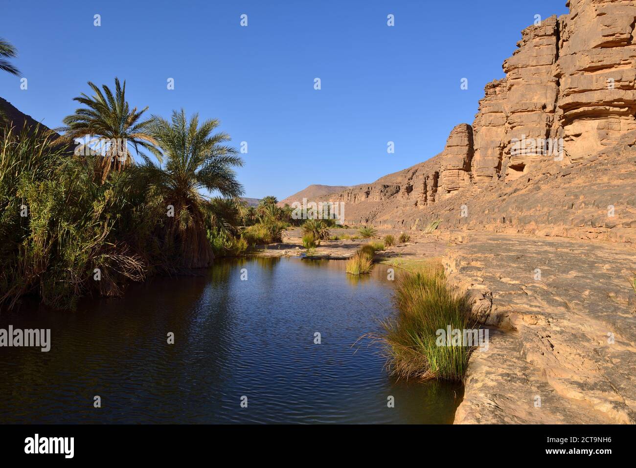 Algerien, Tassili n' Ajjer, Sahara, Wasser und Palmen an Iherir Stockfoto