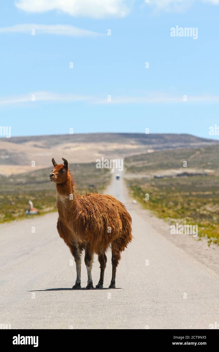 Südamerika, Peru, Anden, freie reichen Lama, Lama Glama, stehend auf Landstraße Stockfoto