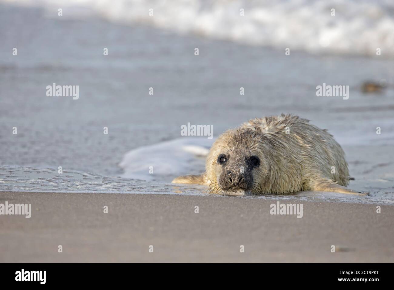 Deutschland, Helgoland Duene Insel Grey seal Pup (Halichoerus Grypus) am Strand Stockfoto