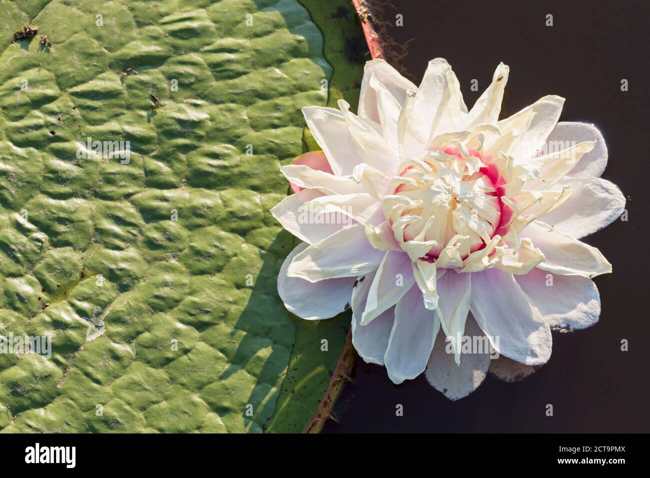 Brasilien, Mato Grosso do Sul, Pantanal, Riesenwasserlilie Stockfoto