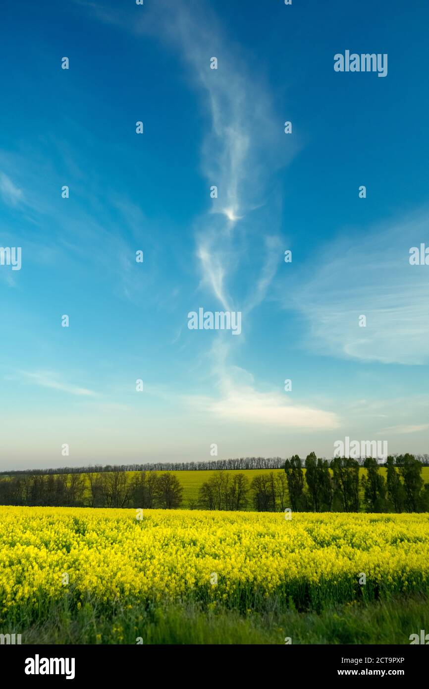 Frühling Natur Szene. Blauer Himmel mit Wolken. Landschaft Rapsfeld im Frühjahr Stockfoto