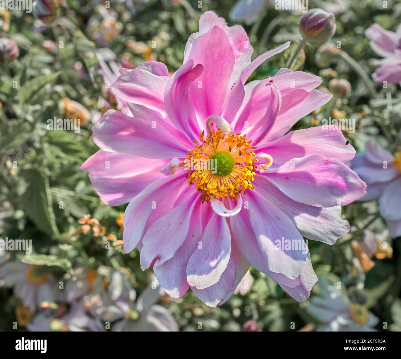 Rosa Blütenblätter umgeben das kreisförmige und grüne Herz einer Gartenkosmos (Kosmos bipinnatus) Blume. Stockfoto