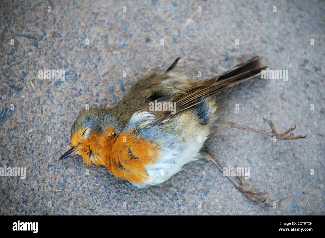 Deutschland, Hessen, Huenfelden, tot Rotkehlchen, Erithacus rubecula Stockfoto